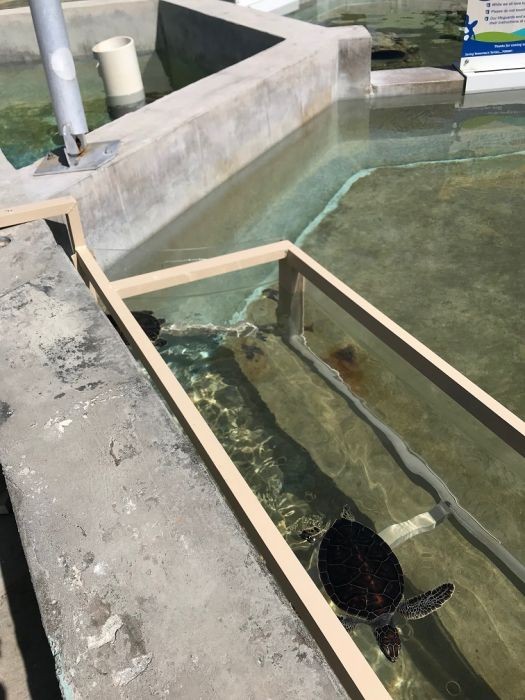 Turtle Touch Tank Tubs (16)